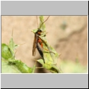 Apechthis compunctor - Schlupfwespe w01a 17mm - OS-Wallenhorst-Sandgrube det06.jpg